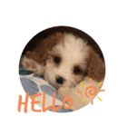 This is my happy puppy！（個別スタンプ：1）