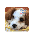 This is my happy puppy！（個別スタンプ：4）