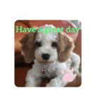 This is my happy puppy！（個別スタンプ：6）
