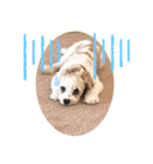This is my happy puppy！（個別スタンプ：9）