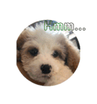 This is my happy puppy！（個別スタンプ：10）