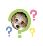 This is my happy puppy！（個別スタンプ：11）
