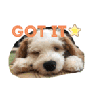 This is my happy puppy！（個別スタンプ：13）