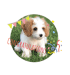 This is my happy puppy！（個別スタンプ：14）