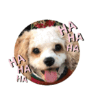 This is my happy puppy！（個別スタンプ：15）