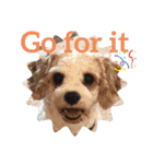This is my happy puppy！（個別スタンプ：16）