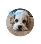 This is my happy puppy！（個別スタンプ：17）