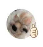 This is my happy puppy！（個別スタンプ：18）