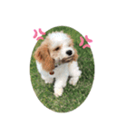 This is my happy puppy！（個別スタンプ：19）