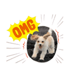 This is my happy puppy！（個別スタンプ：20）