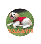 This is my happy puppy！（個別スタンプ：21）