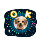 This is my happy puppy！（個別スタンプ：22）