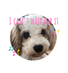 This is my happy puppy！（個別スタンプ：23）