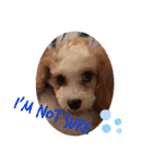 This is my happy puppy！（個別スタンプ：24）