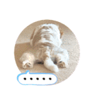 This is my happy puppy！（個別スタンプ：25）