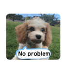 This is my happy puppy！（個別スタンプ：26）