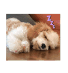 This is my happy puppy！（個別スタンプ：31）
