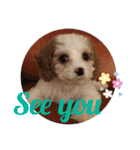 This is my happy puppy！（個別スタンプ：32）