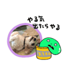 This is my happy puppy！（個別スタンプ：33）