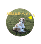 This is my happy puppy！（個別スタンプ：34）