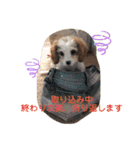 This is my happy puppy！（個別スタンプ：36）