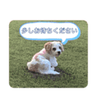This is my happy puppy！（個別スタンプ：37）