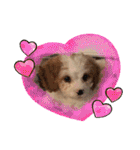 This is my happy puppy！（個別スタンプ：38）