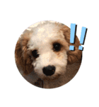 This is my happy puppy！（個別スタンプ：39）