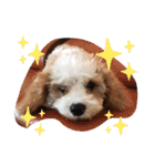 This is my happy puppy！（個別スタンプ：40）