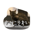 しょーみ使える（個別スタンプ：13）