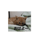いろんな顔のチャトさん（個別スタンプ：1）
