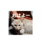 いろんな顔のチャトさん（個別スタンプ：2）