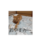 いろんな顔のチャトさん（個別スタンプ：3）