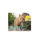 いろんな顔のチャトさん（個別スタンプ：6）