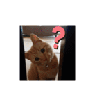 いろんな顔のチャトさん（個別スタンプ：13）