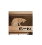 いろんな顔のチャトさん（個別スタンプ：14）