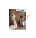 いろんな顔のチャトさん（個別スタンプ：16）