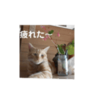 いろんな顔のチャトさん（個別スタンプ：17）