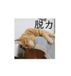 いろんな顔のチャトさん（個別スタンプ：18）