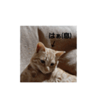 いろんな顔のチャトさん（個別スタンプ：20）