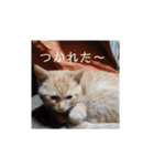 いろんな顔のチャトさん（個別スタンプ：22）