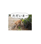 いろんな顔のチャトさん（個別スタンプ：23）