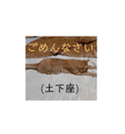 いろんな顔のチャトさん（個別スタンプ：26）