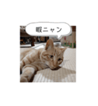 いろんな顔のチャトさん（個別スタンプ：31）