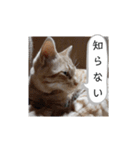 いろんな顔のチャトさん（個別スタンプ：33）