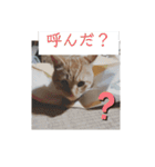 いろんな顔のチャトさん（個別スタンプ：34）