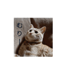 いろんな顔のチャトさん（個別スタンプ：37）