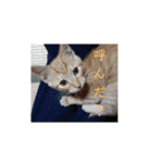 いろんな顔のチャトさん（個別スタンプ：38）
