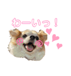 ♡チワワのアイリーくん♡（個別スタンプ：2）