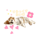 ♡チワワのアイリーくん♡（個別スタンプ：3）